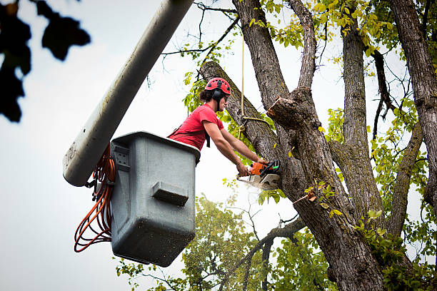 Best Tree Maintenance Programs  in Murrells Inlet, SC